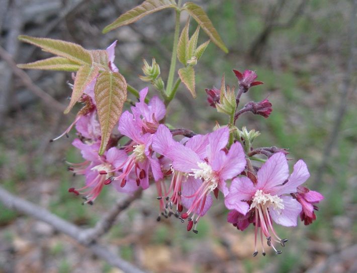 Mexican Buckeye Blooms