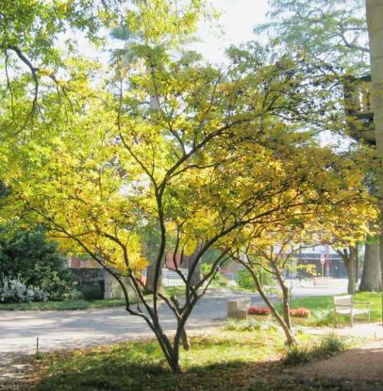 Mexican Buckeye in Fall Colors