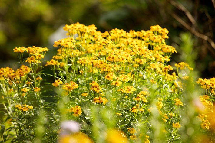 Mexican Mint Marigold in full bloom