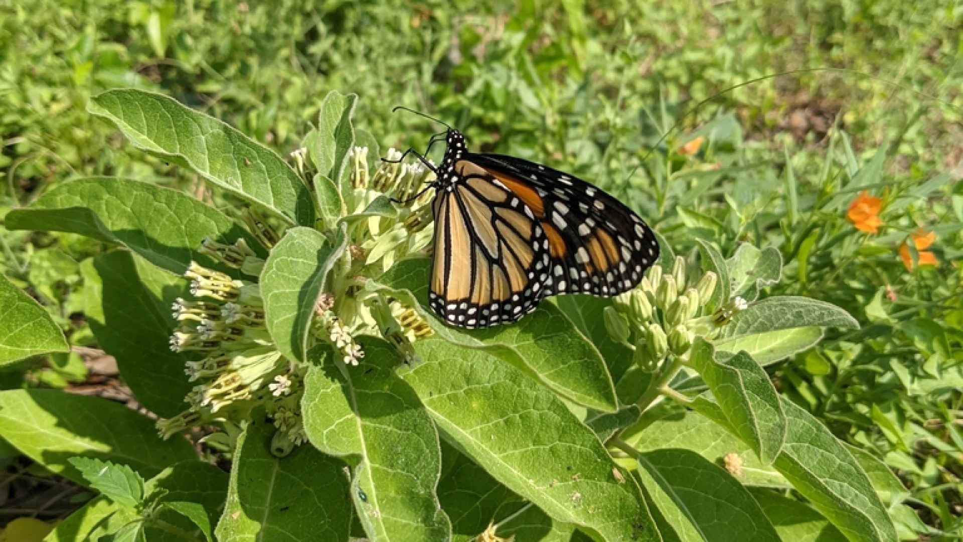 Milkweed