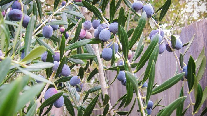 European Olive Tree Fruit