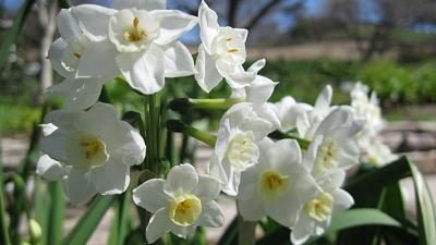 Paperwhites