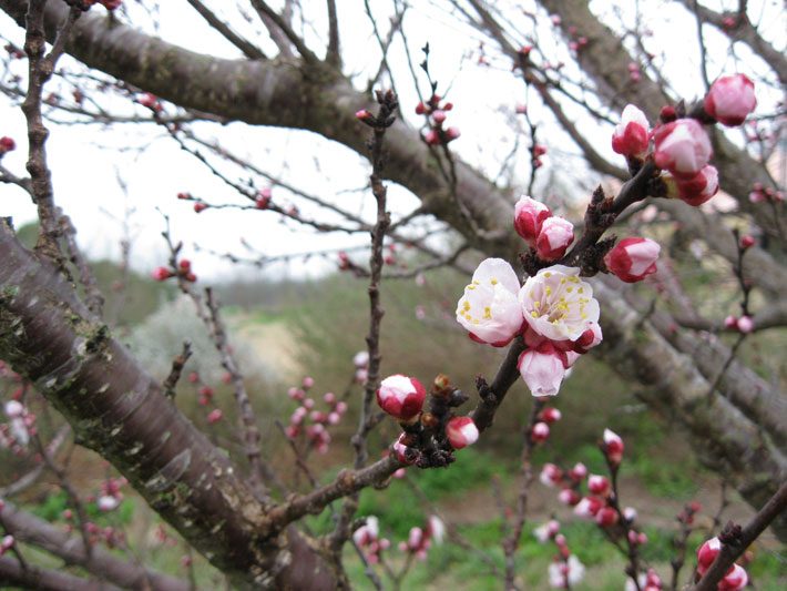 Plum Tree Blooms