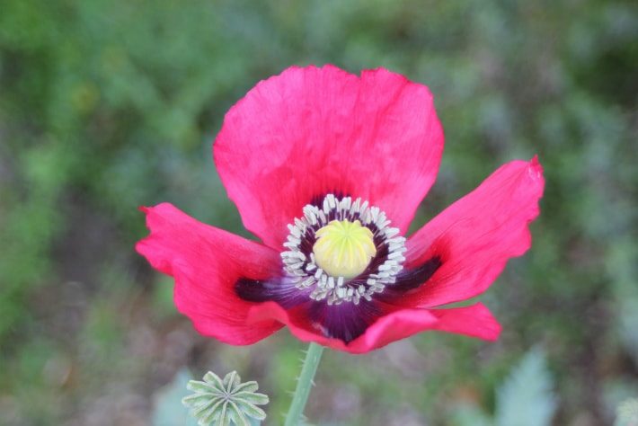 Poppy!