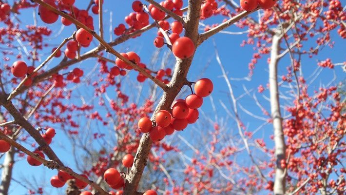 Texas Possumhaw Berries