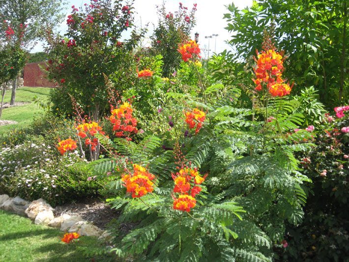 Showy Pride of Barbados