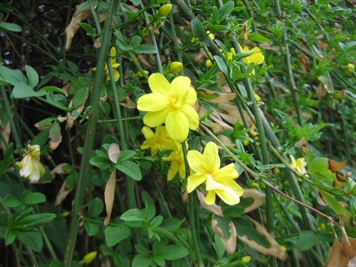 Primrose Jasmine bloom