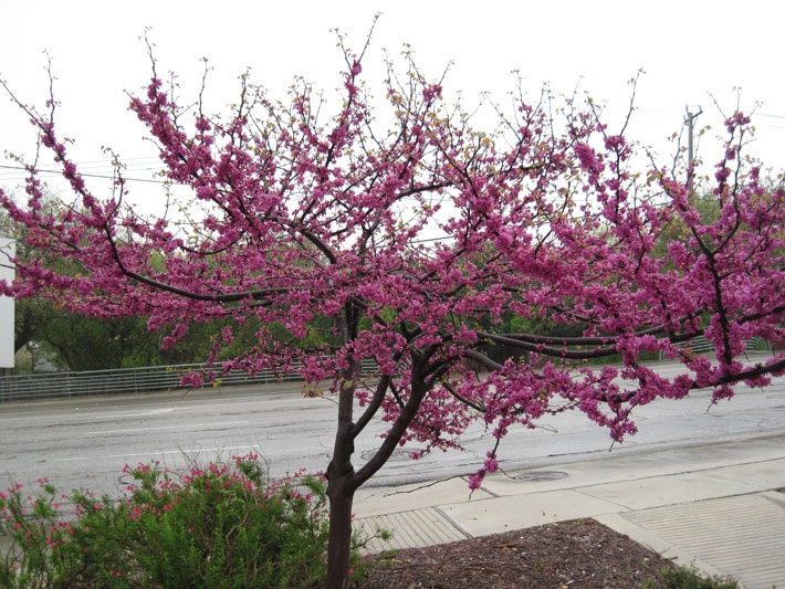 Redbud Blooms