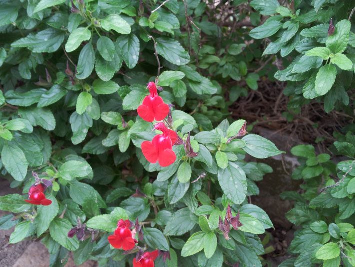 Little Leaf Sage blossoms
