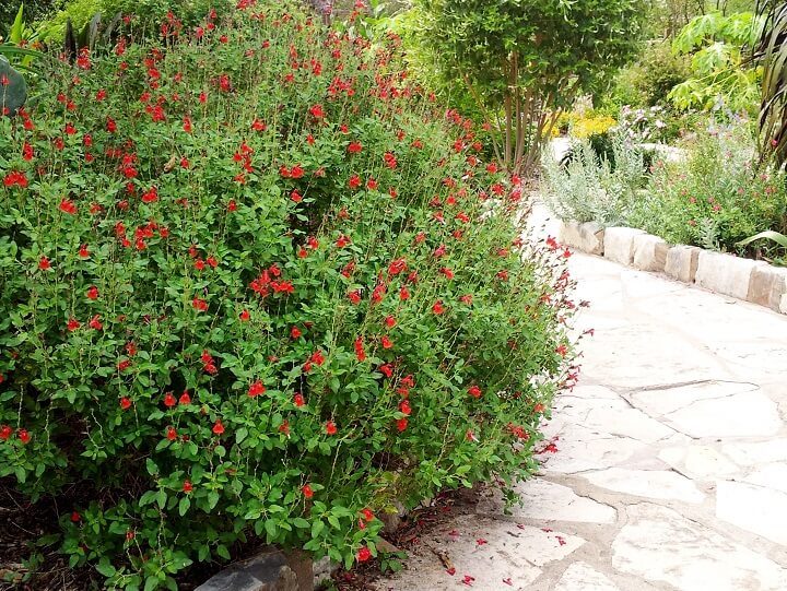 Salvia Varieties