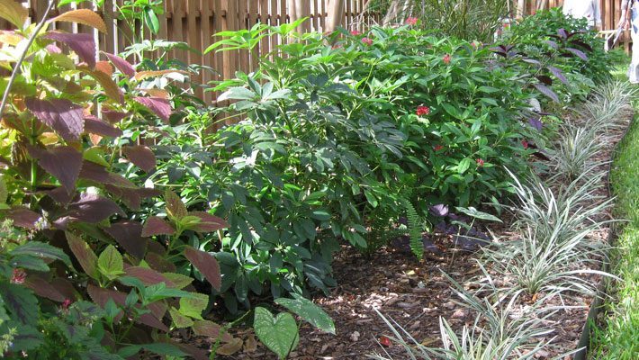 Garden bed of shady plants