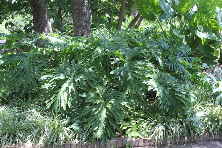 Split Leaf Philodendron