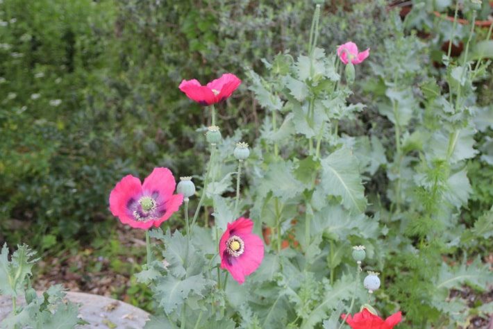 Poppies