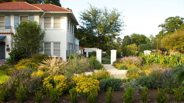 Native plant garden bed in front yard