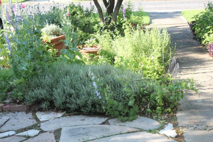 Thyme, Larkspur, Poppy Walkway Edge