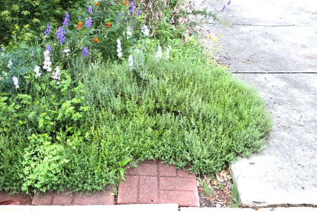 Tumbling Thyme
