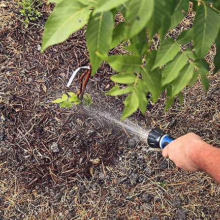 watering tree