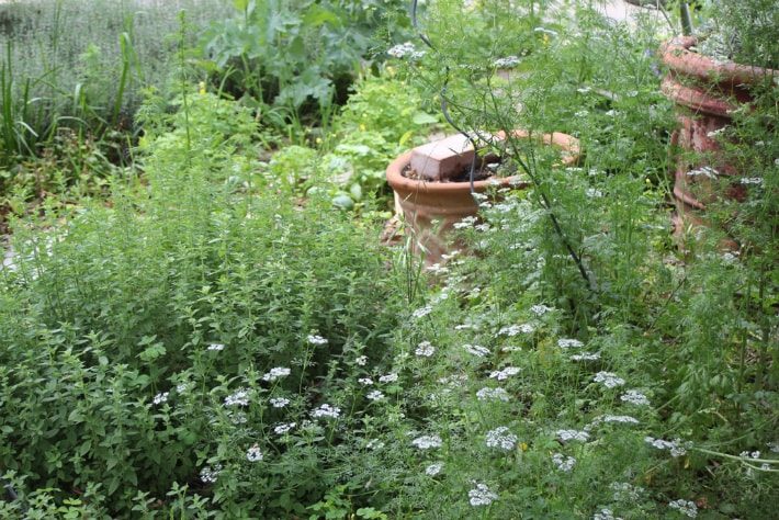 White Reseeding Annual