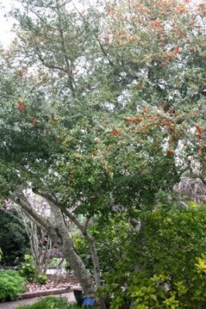 Yaupon Holly