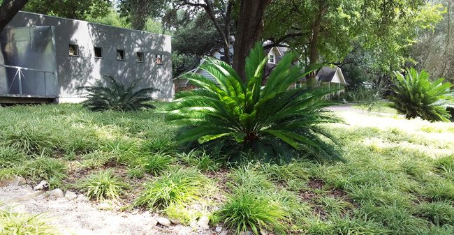 Groundcovers for Shade