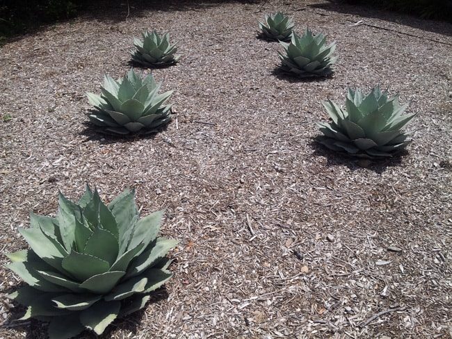 Agave as Groundcover