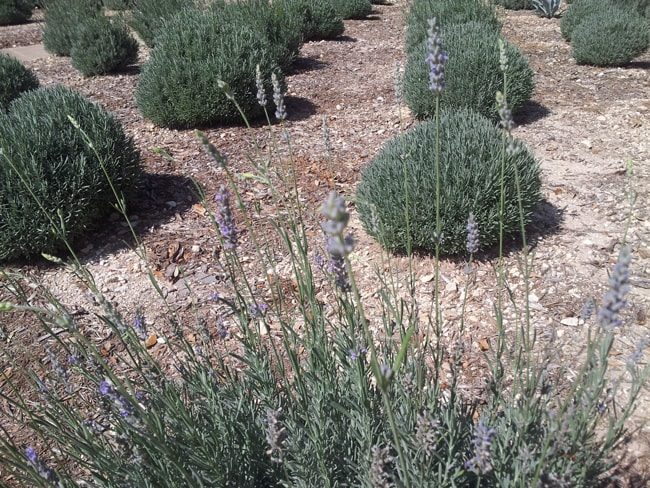 Lavender