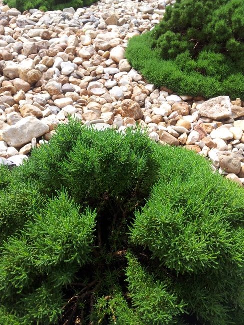 Softening the Hardscape with Herbs