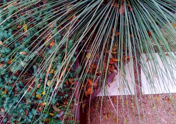 Architectural Plants