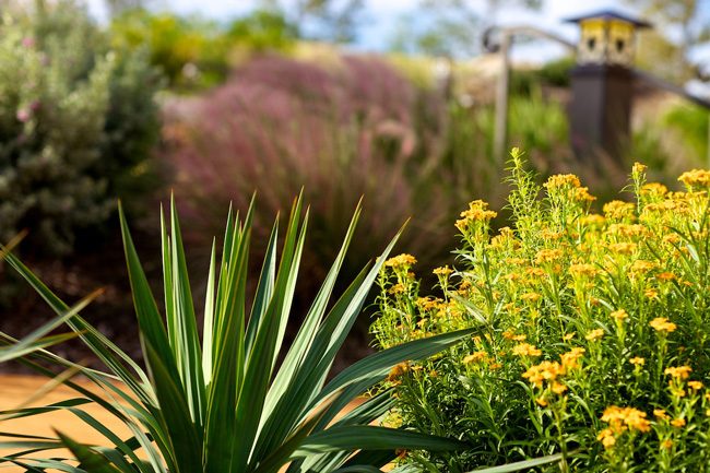 Hardy Perennials