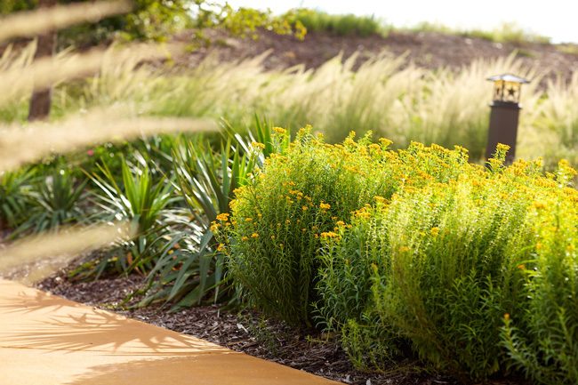 Plants in Motion