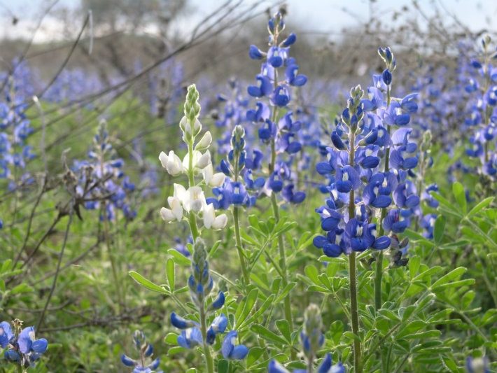 Blue and White Bonnets