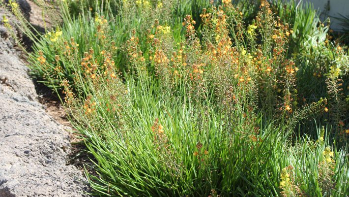 Bulbine Bed