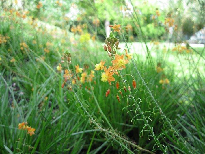 Bulbine