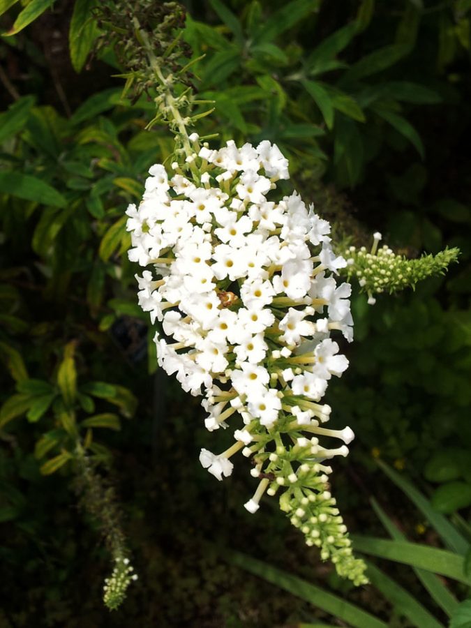 Butterfly Bush
