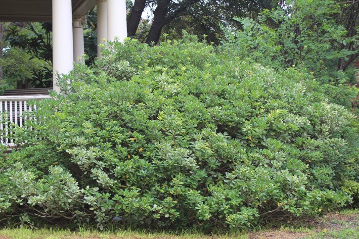 A Perfect Backbone Plant -Pittisporum