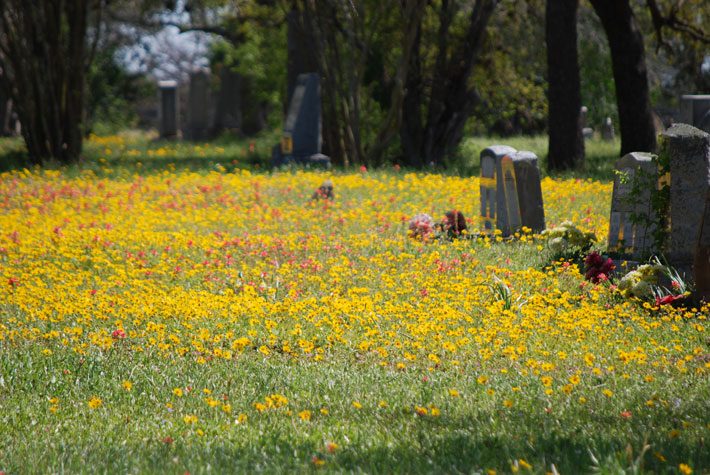 Cemetery Wildflowers