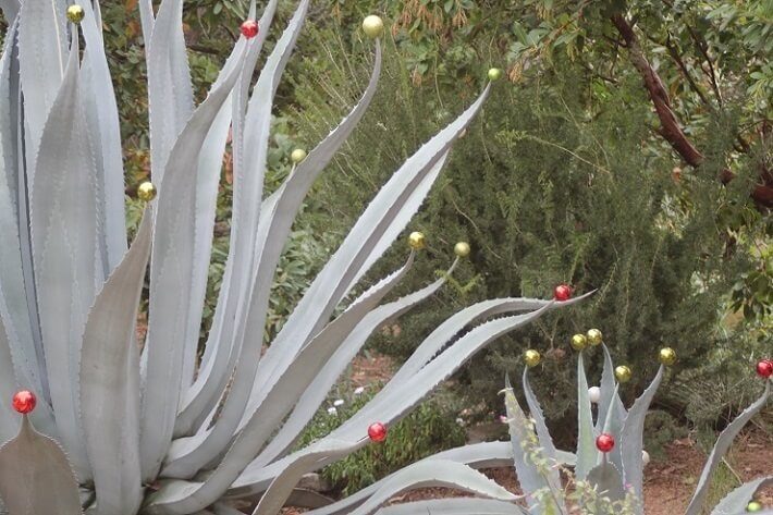 Century Plant Bling