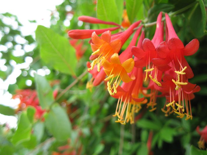 Coral Honeysuckle