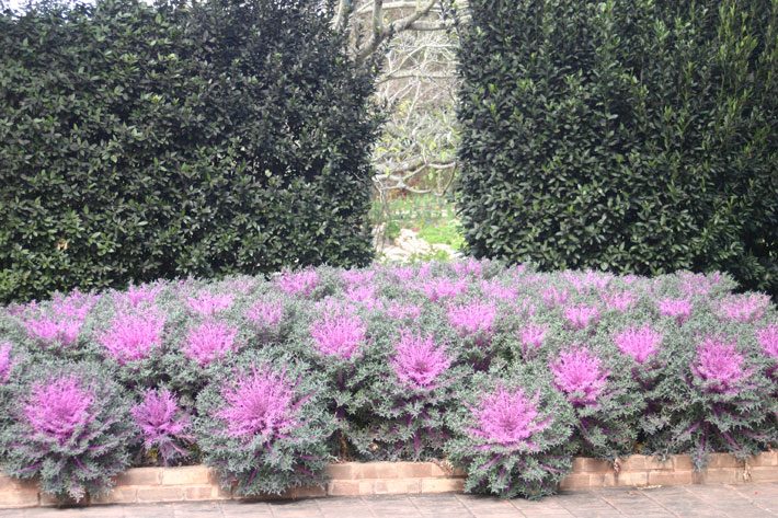 Classic Ornamental Kale and Bay Laurel