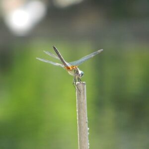 Dragonfly obelisk posture Dragonfly
