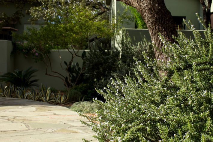 Rosemary - An Evergreen Backbone Plant