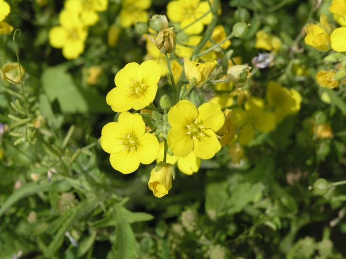 Fendler's Bladderpod