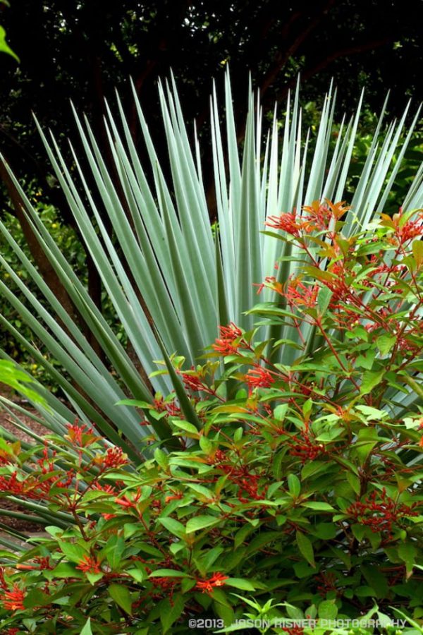 Firebush