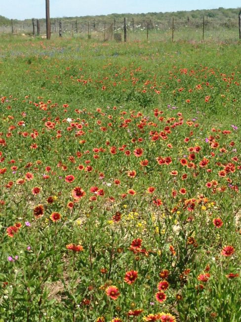 Indian Blanket Field