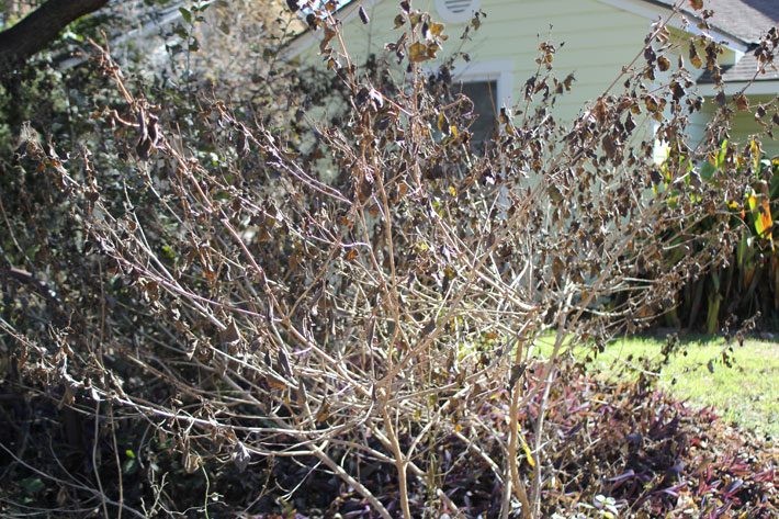 New Gold Lantana Provides Winter Cover for Wildlife