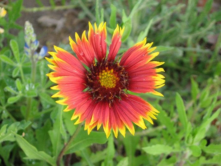 Indian Blanket