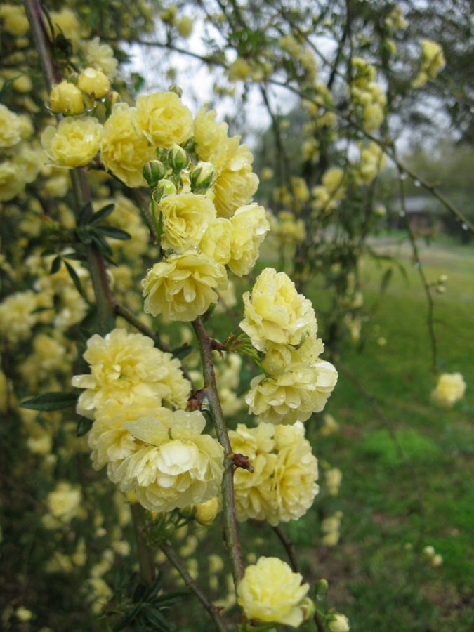 Yellow Lady Banks Rose