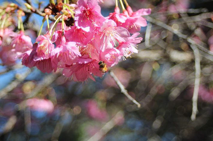 Late Winter Cherry Blossoms