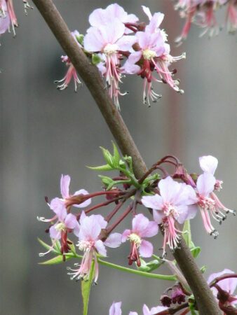 Mexican Buckeye