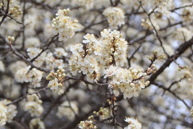 Mexican Plum
